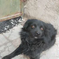 فروش سگ شیتزو|سگ|بم, |دیوار