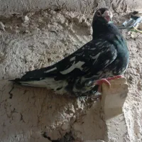 کفتر|پرنده|زرند, |دیوار