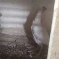 فروش مرغ وخروس