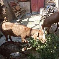 فروش یازده ۱۱ راس کهره تالی تخم جمول