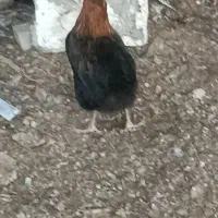 مرغ وخروس|حیوانات مزرعه|سوسنگرد, |دیوار