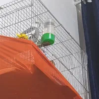 عروس هلندی نر رام