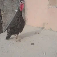 بوقلمونه برنز معاوضه با جوجه بوقلمون