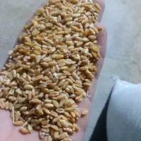 250کیلو‌گندم مهرگان بذر مال شده