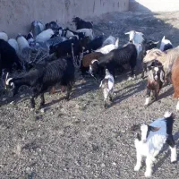 ۲۰ راس بز جوان