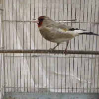 سهره دورگ خط چشم‌ دار طوق دار عطیقه