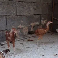 جوجه زات دار