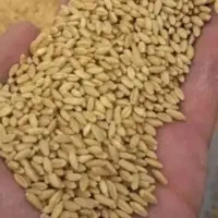 فروش گندم سرداری بذری