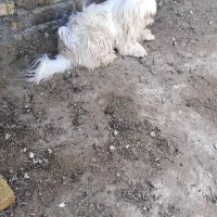 سگ پاکوتاه نرومرغ سفید