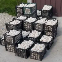 پخش قارچ خوراکی