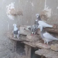 کبوتر|پرنده|باوی, |دیوار