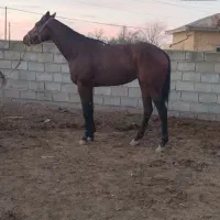 مادیان دوخون ۳ ساله|اسب و تجهیزات اسبسواری|گنبد کاووس, |دیوار