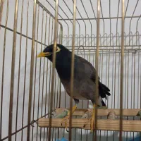 مرغ مینا سخن گو