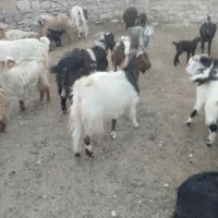 بز فروشی|حیوانات مزرعه|دهدشت, |دیوار