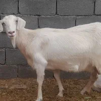 بز شیرا و چاق با دو بزغاله ماده،آبستن