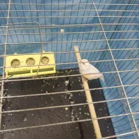 قناری|پرنده|قهدریجان, |دیوار