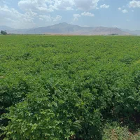 بزر سیب و سیر|فروشگاه و مغازه|دزفول, |دیوار