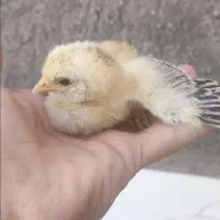جوجه مرغ فروشی