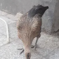 مرغ محلی دورگه|حیوانات مزرعه|میرجاوه, |دیوار