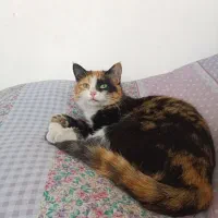 واگذاری گربه