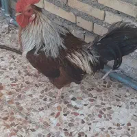 خروس