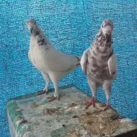 فروش ۳ عدد ماده|پرنده|اصفهان, باغ فدک|دیوار