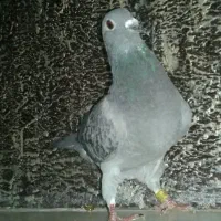 کفتر نر پلاکی قلدور|پرنده|گلبهار, شهر جدید گلبهار|دیوار