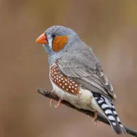 راهنمایی میکنم در مورد پرنده