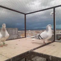 چند جفت سیاهپوش|پرنده|قزوین, |دیوار