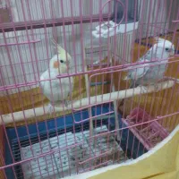 عروس هلندی سخنگو