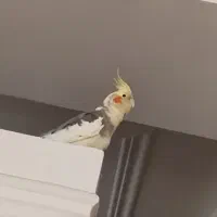 عروس هلندی|پرنده|قرچک, میرزائی شمالی|دیوار