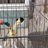 عروس هلندی|پرنده|خرمشهر, |دیوار