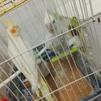 طوطی    عروس    گرینچیک