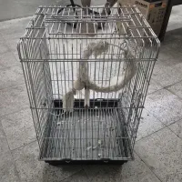 قفس ملنگو یا کاسکو