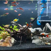 آکواریوم کامل با لوازم و ماهی