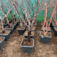 درخت الو شابلون ۷ ساله