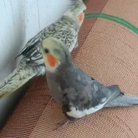 گمشده ۲میلیون مژدگانی داره