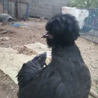 جوجه سلطان و جوجه محلی|حیوانات مزرعه|یزد, |دیوار