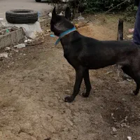 سگ‌گریت‌دین|سگ|رشت, لاکان|دیوار