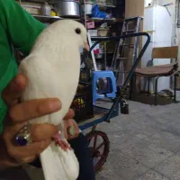 کبوتر سالم سرحال|پرنده|ری, ولی آباد|دیوار
