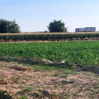 زمین سیامنصور