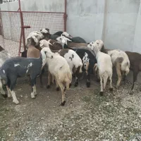 سلام 19عدد گوسفند توقلی ماده آث