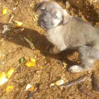 فروش توله سرابی ماده