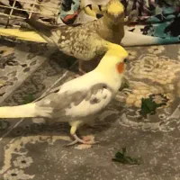 طوطی عروس|پرنده|رشت, سلیمانداراب|دیوار