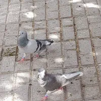کفتر|پرنده|بردسکن, |دیوار