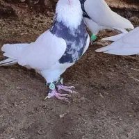 پرنده|پرنده|سرپل ذهاب, |دیوار