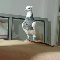 کبوتر طوقی|پرنده|سنقر, |دیوار