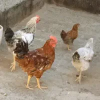 مرغ و خروس ۶ ماهه و یک جوجه مرغ ۴ ماهه|حیوانات مزرعه|مشهد, شریف|دیوار