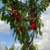 باغ میوه هزارمتر منطقه سامان|فروش دفتر صنعتی، کشاورزی، تجاری|شاهین‌شهر, فردوسی|دیوار
