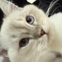 گربه اسکاتیش